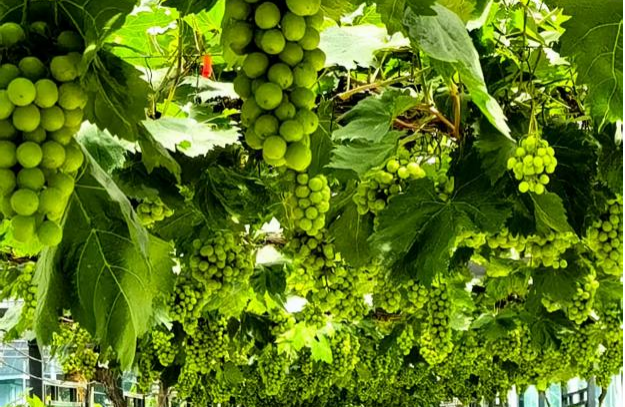 Musim lychee telah mendekati akhir, sementara anggur kembali matang, dan “Lingnan Sweet” kembali menyebar ke seluruh negeri.