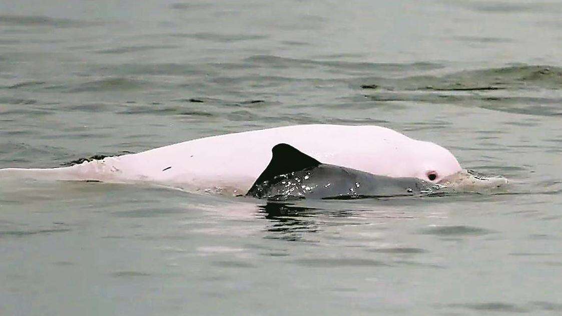  湛江雷州湾又“添丁”！ 中华白海豚新生宝宝亮相