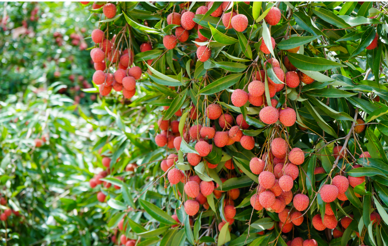  Guangzhou's lychee exports to U.S.surge 26-fold YOY