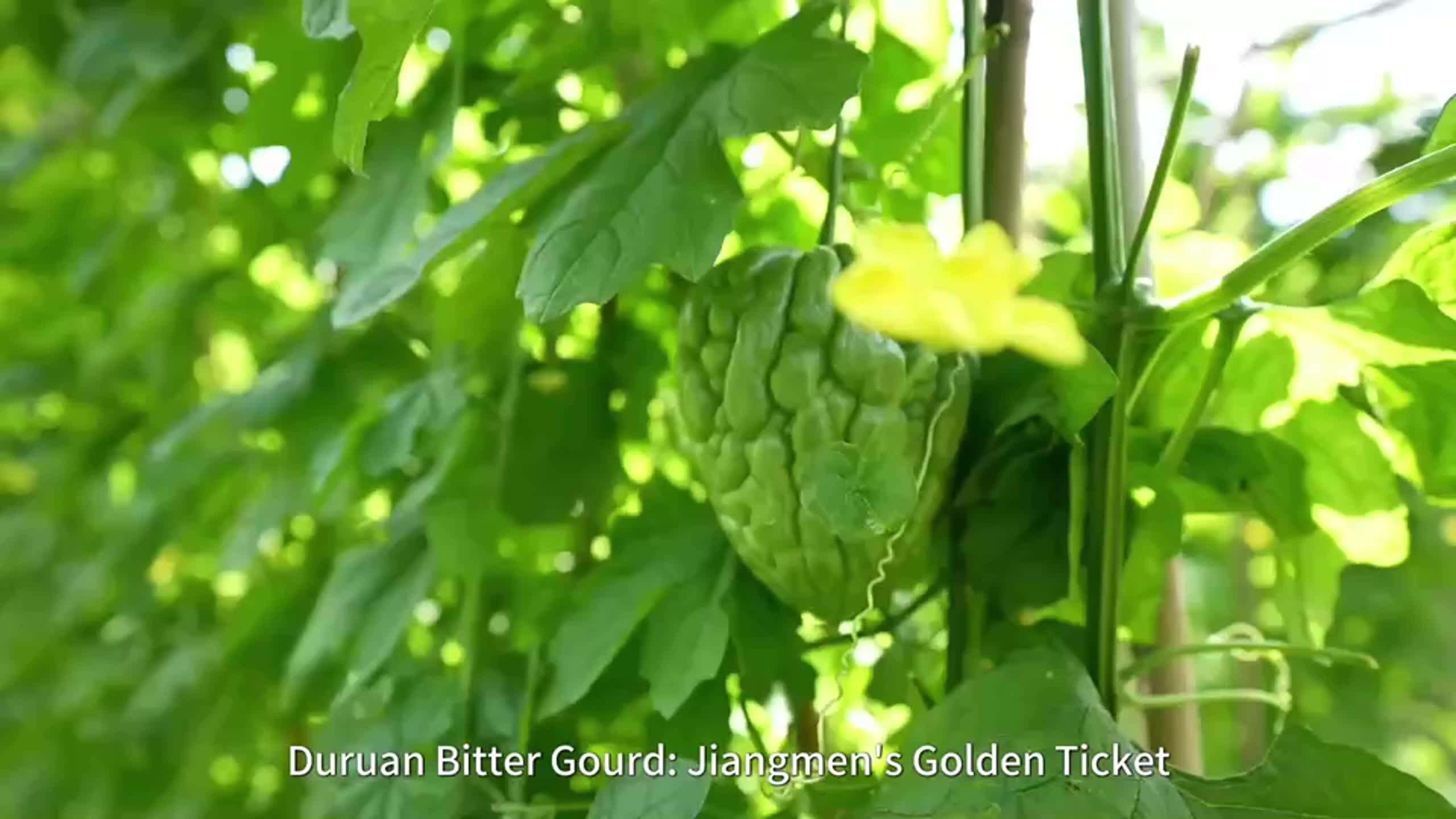  Jiangmen’s Shangxiang Village: Ancient Charms Turn to Gold, Fragrant Bitter Gourds