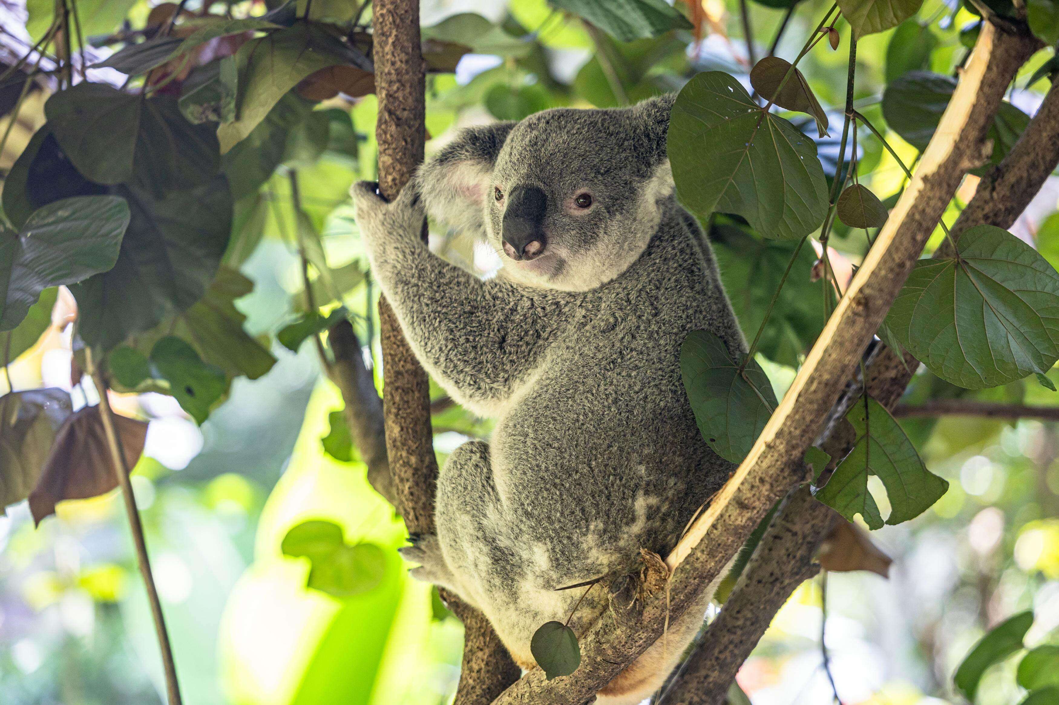  From six to 85 in 20 years: Australian koalas thrive in Guangzhou