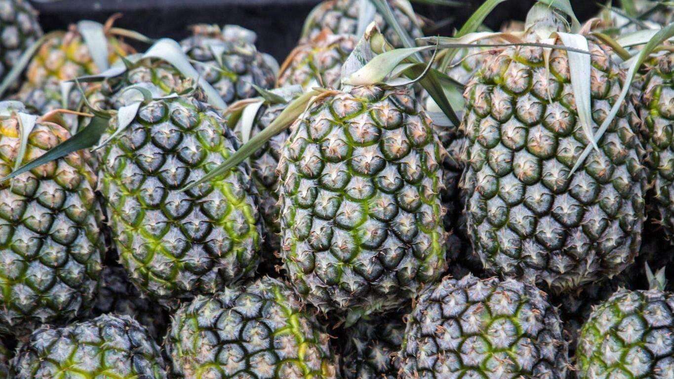  Jieyang's Huilai County: 60,000 Mu of Pineapples at Peak Sweetness