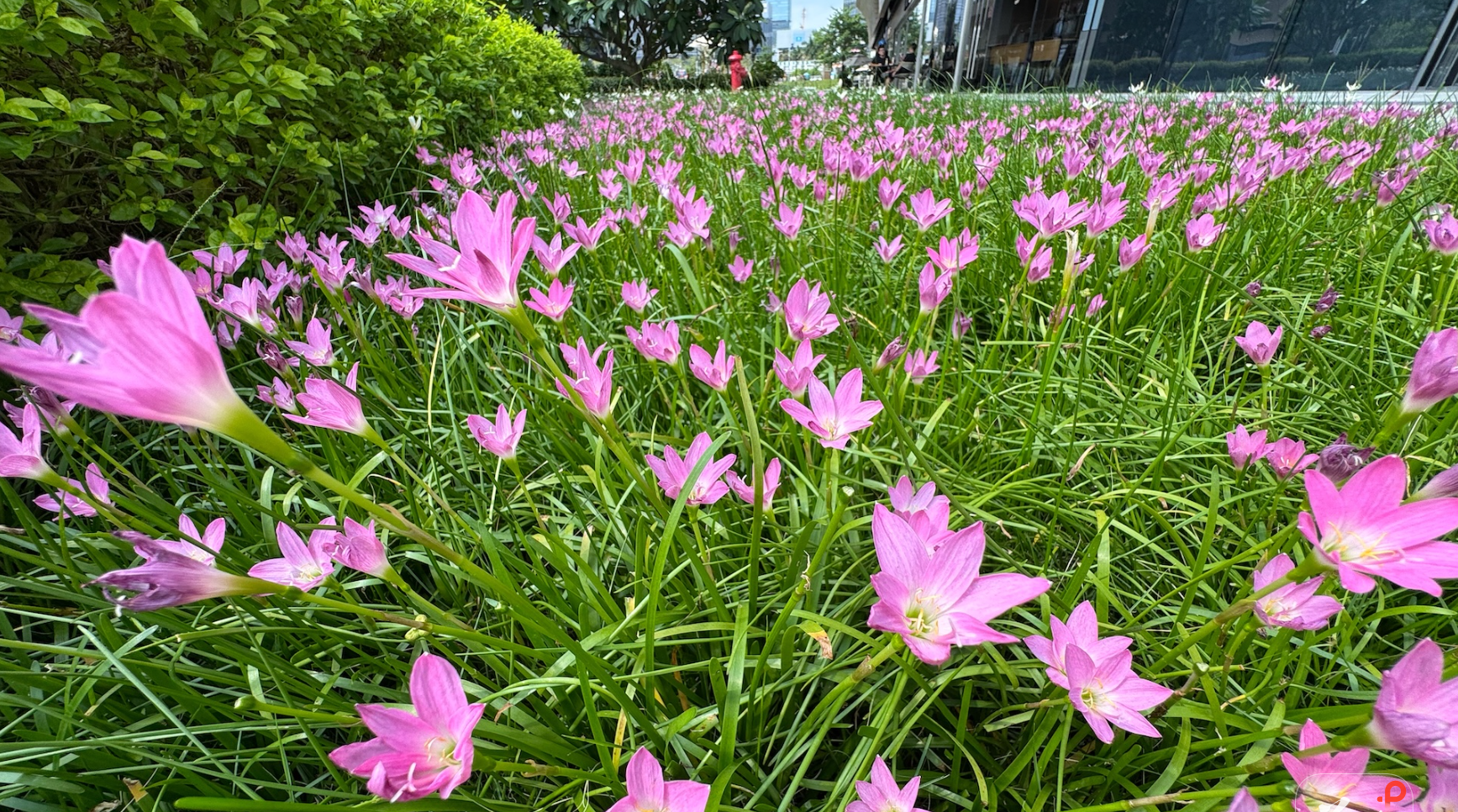  Summer Blooms Grace Guangzhou Street Corners
