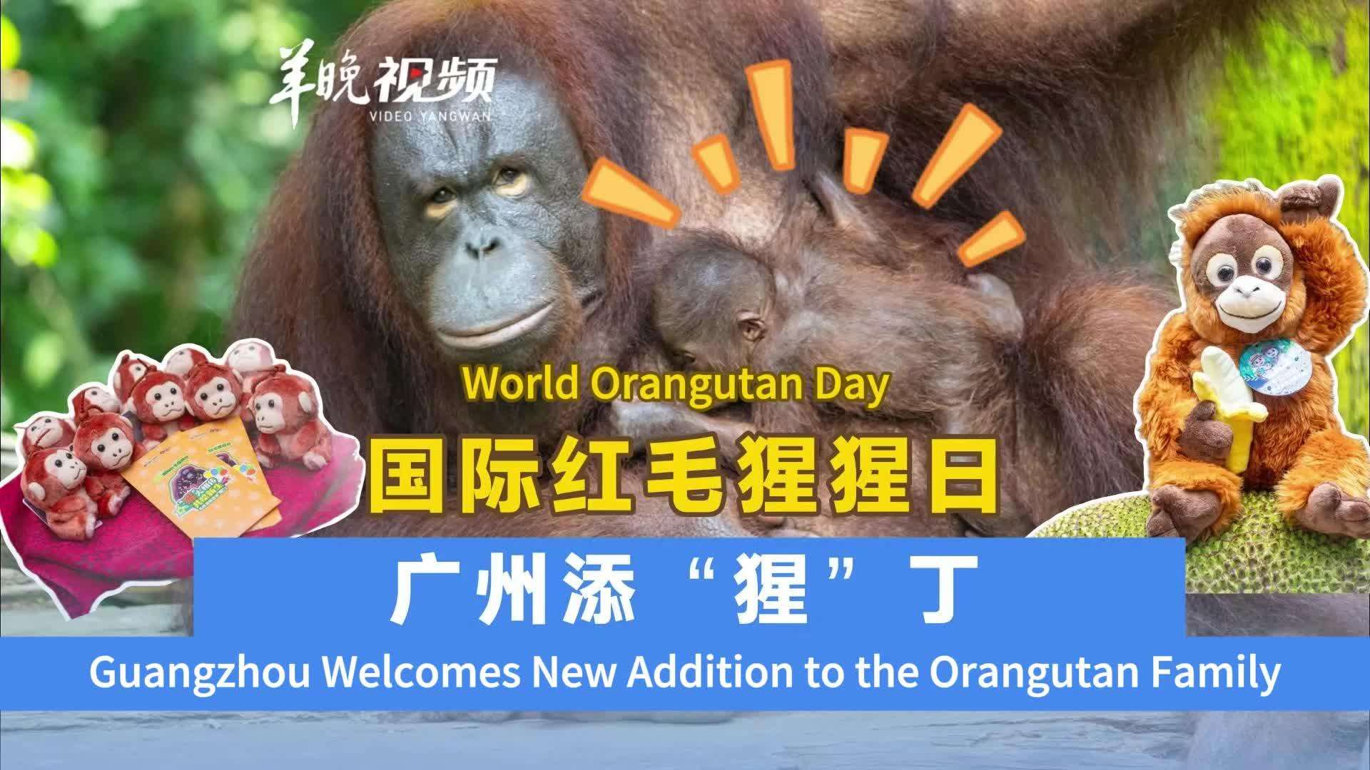  World Orangutan Day :Guangzhou Welcomes New Addition to the Orangutan Family