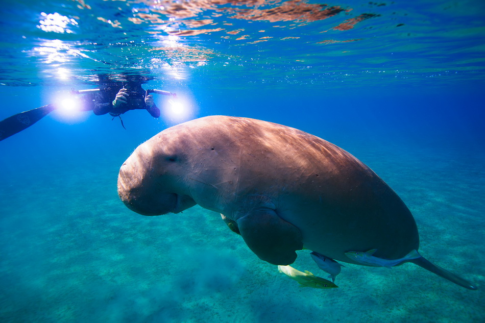  Dugong, known as 'mermaid,' spotted in South China Sea