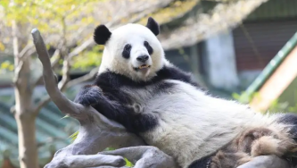  Giant Pandas “Xing Yi” and “Ya Yi” Turn 12! Guangzhou Zoo Hosts National Games-Themed Birthday Party