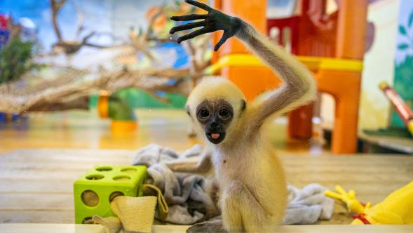  Um novo «calouro» animal em Guangzhou vai à escola