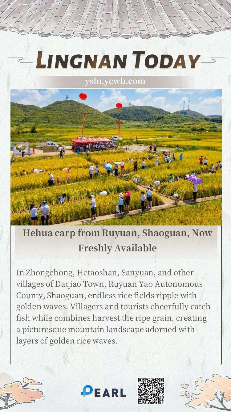  Poster丨Hehua carp from Ruyuan, Shaoguan, Now Freshly Available