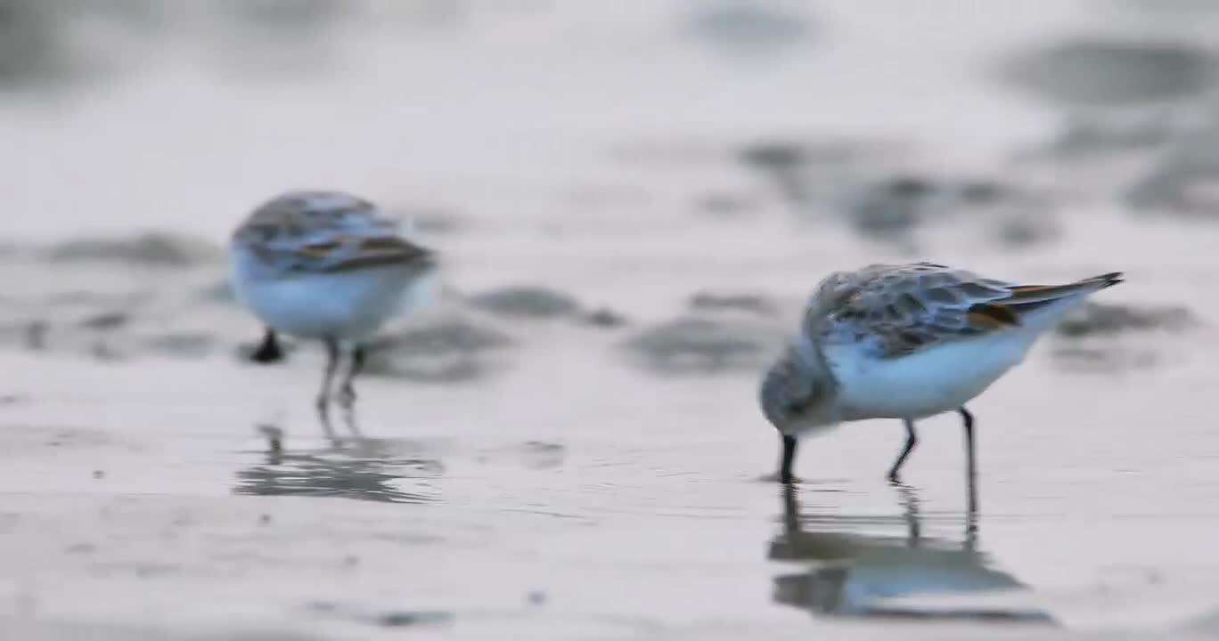  Kurang dari 600 di seluruh dunia! Migrasi musim gugur pertama burung sendok tiba di Zhanjiang tahun ini
