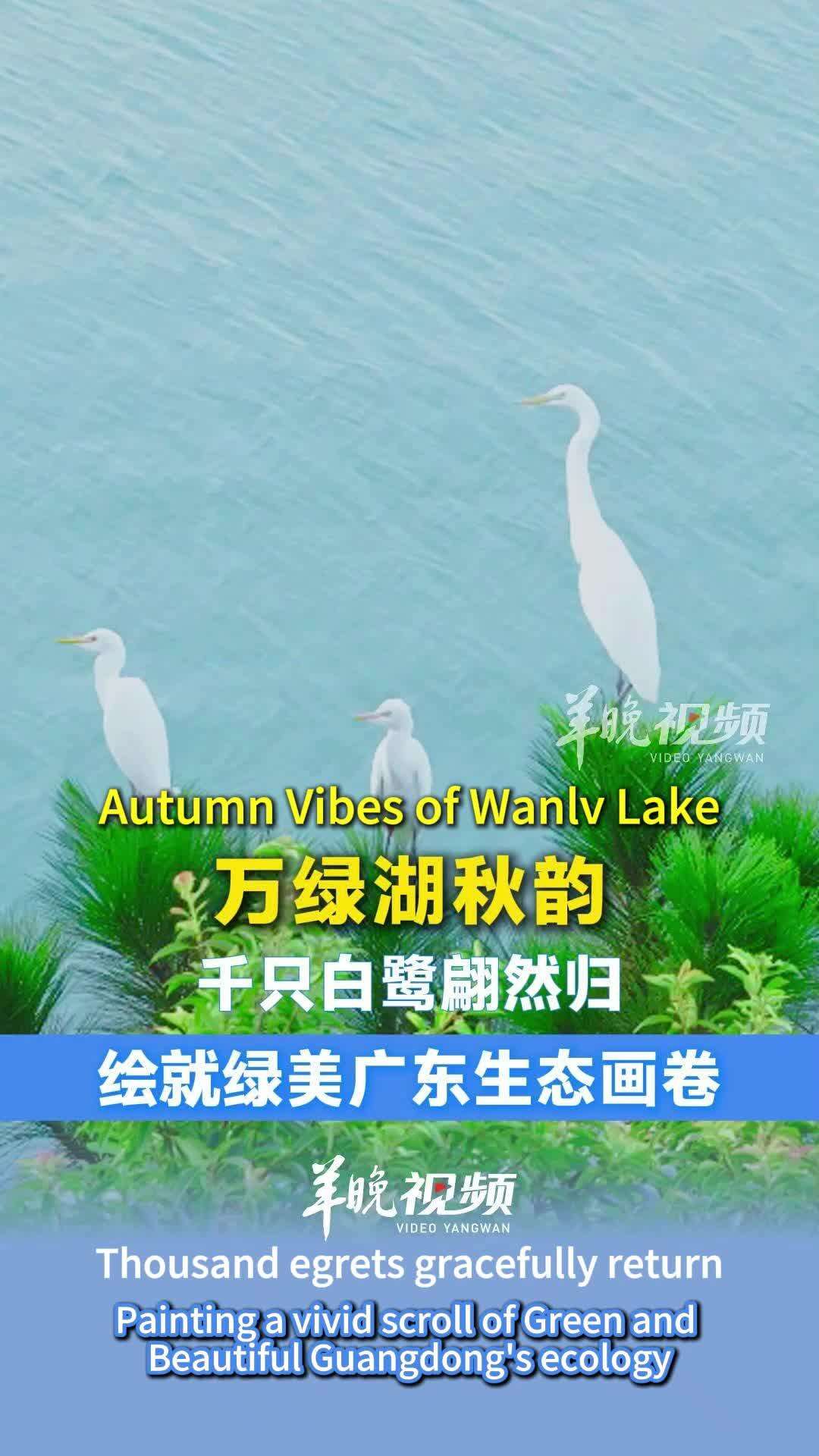  <p>Graceful Egrets Dance Across Wanlv Lake in Guangdong</p>