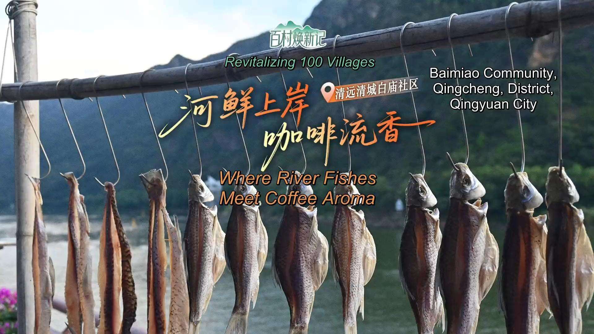  Baimiao Community, Qingcheng, District, Qingyuan: Where River Fishes Meet Coffee Aroma