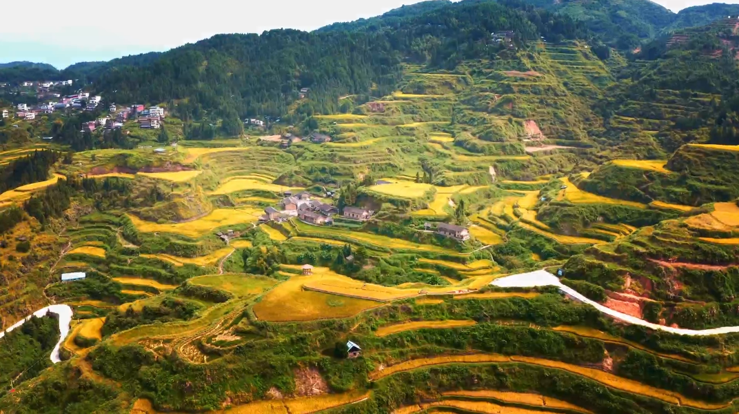  Kota Daping, Liannan: Perjalanan Penuh Padi, Kenikmatan Beraroma Ikan