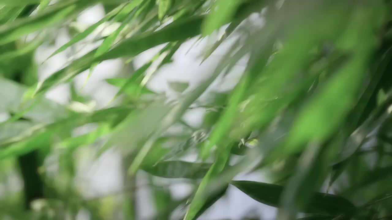  The Tale of Green Shadows