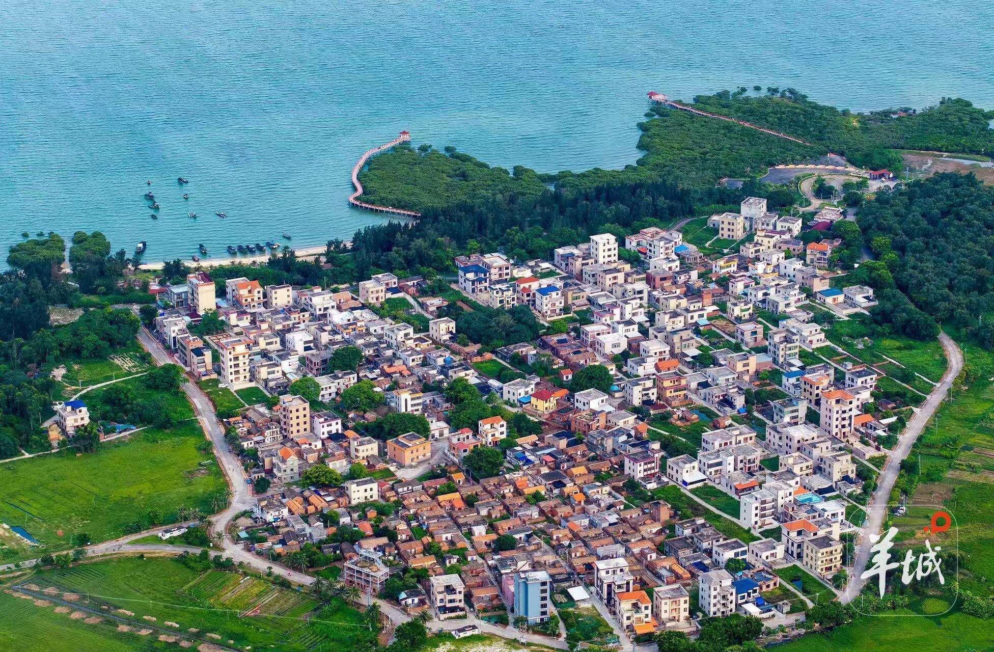  大美岭南丨湛江特呈岛：风过八音 红树写诗