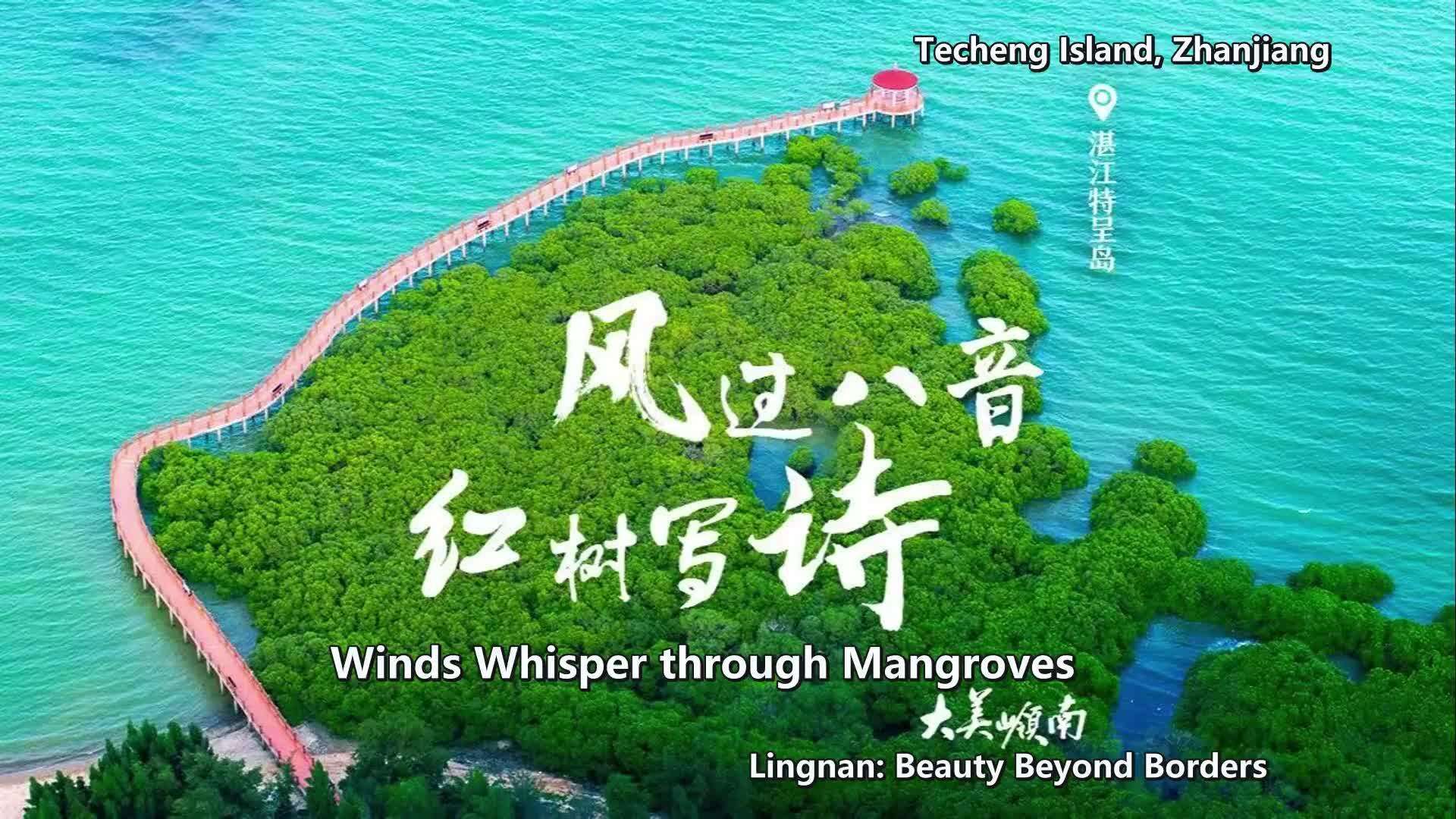  Techeng Island, Zhanjiang: Where Winds Whisper through Mangroves