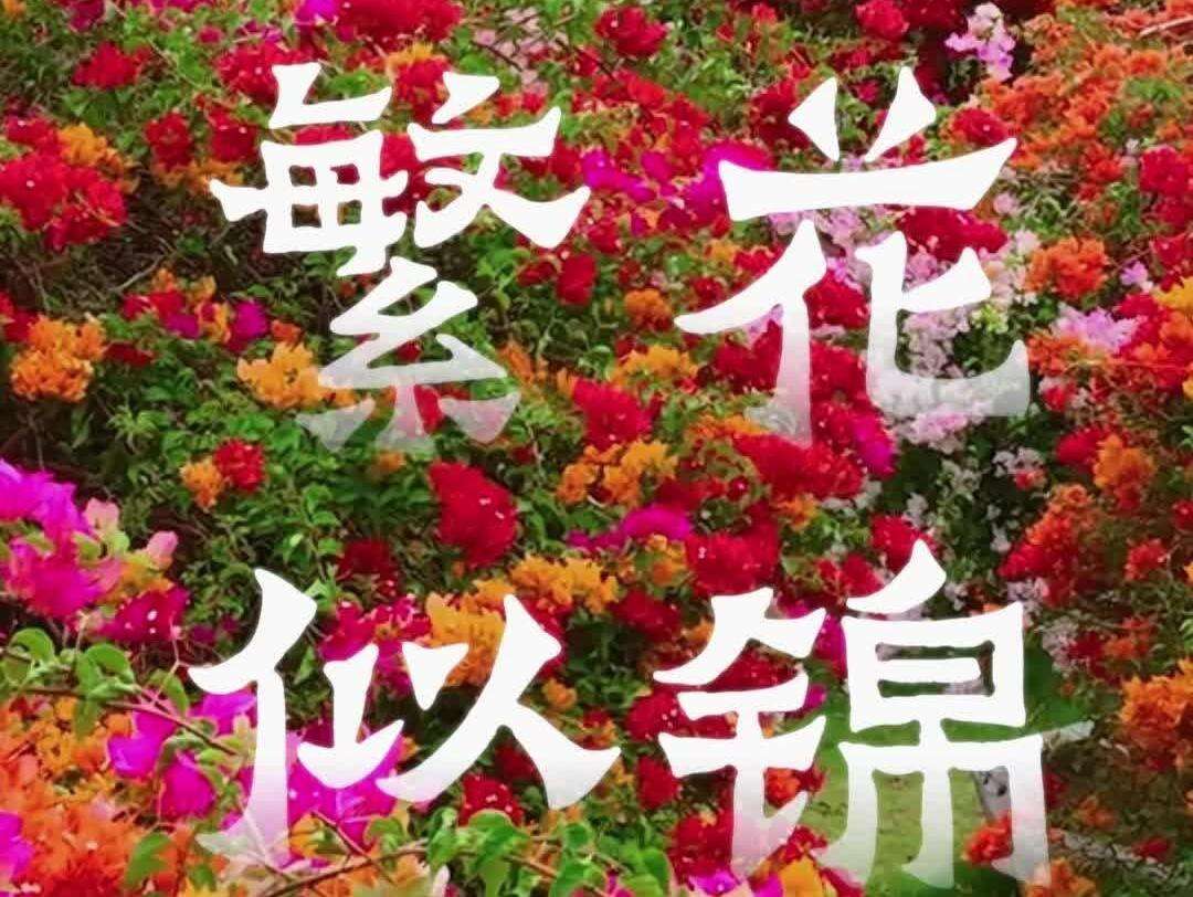  繁花似锦，等风亦等你 | 岭南行记