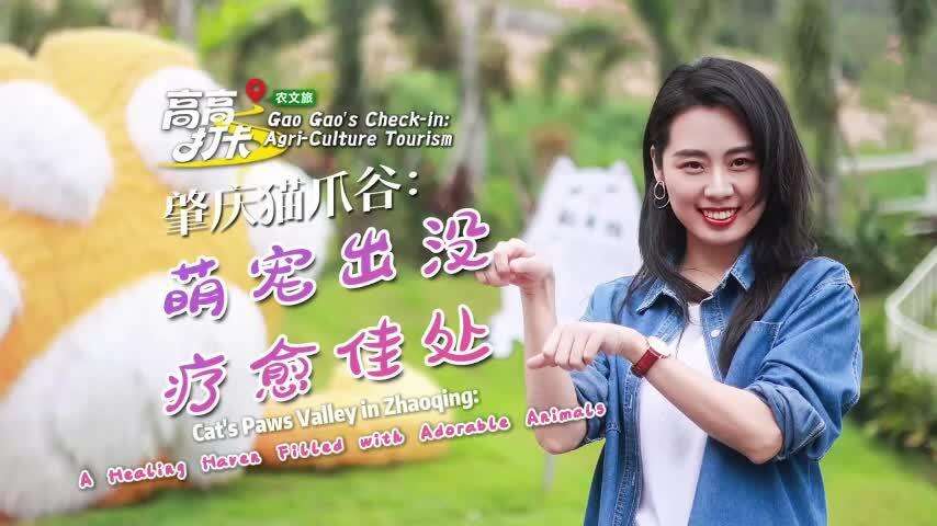  GaoGao’s Check-in | Cat’s Paws Valley in Zhaoqing: A Healing Haven Filled with Adorable Animals
