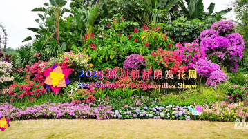  Festival Bunga Bougainvillea Shenzhen 2025 siap mekar