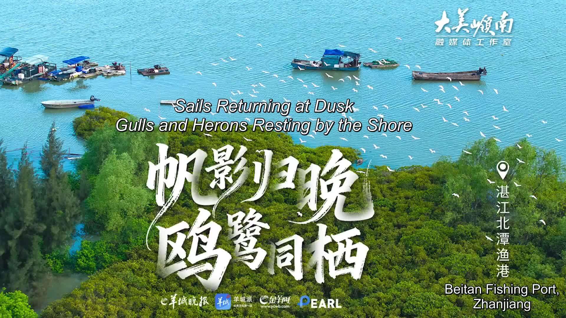  Beitan Fishing Port, Suixi, Zhanjiang: Sails Returning at Dusk, Gulls and Herons Resting by the Shore