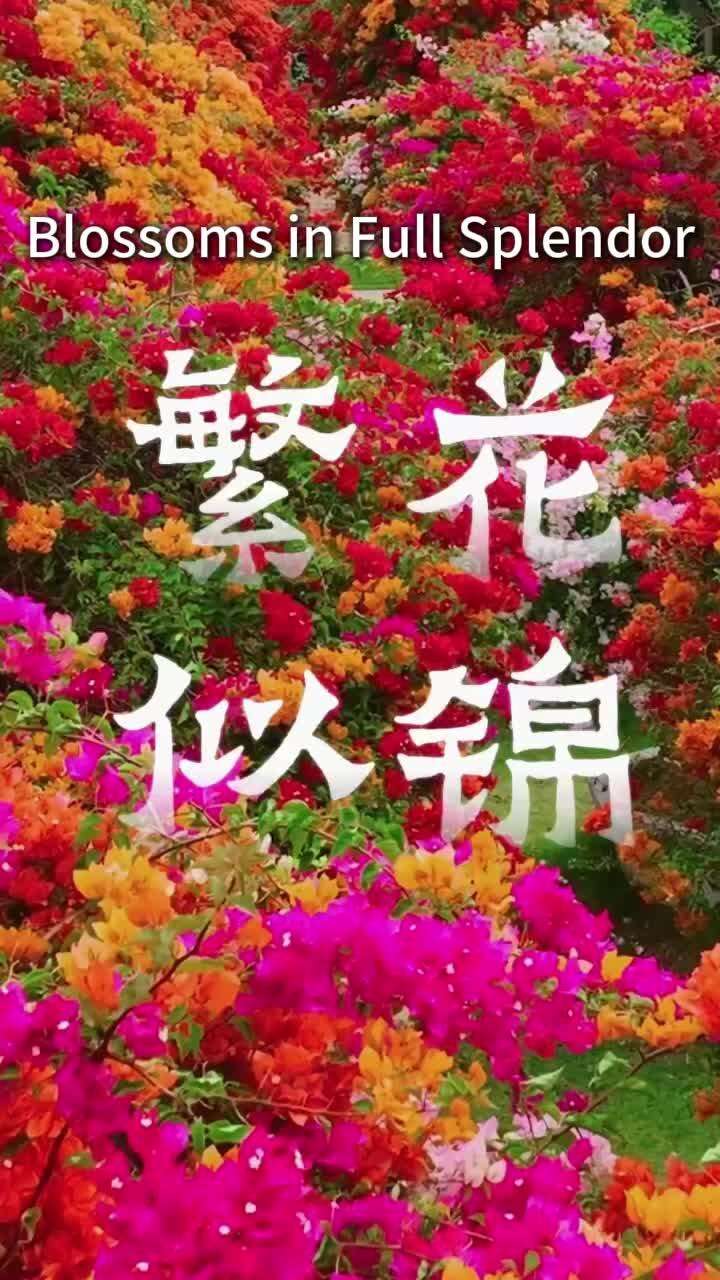  Blossoms in Full Splendor — Awaiting the Breeze and You | Lingnan Travelogue