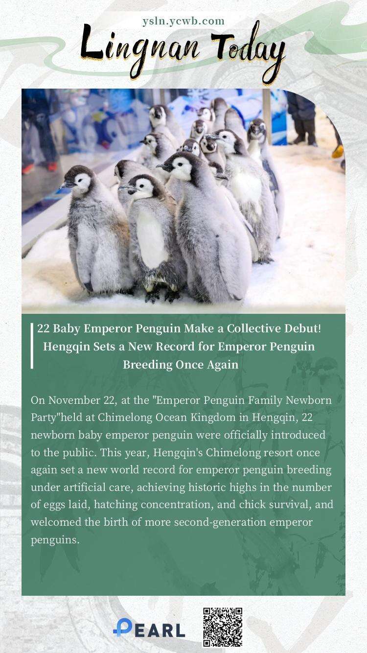  Poster丨22 Baby Emperor Penguin Make a Collective Debut! Hengqin Sets a New Record for Emperor Penguin Breeding Once Again