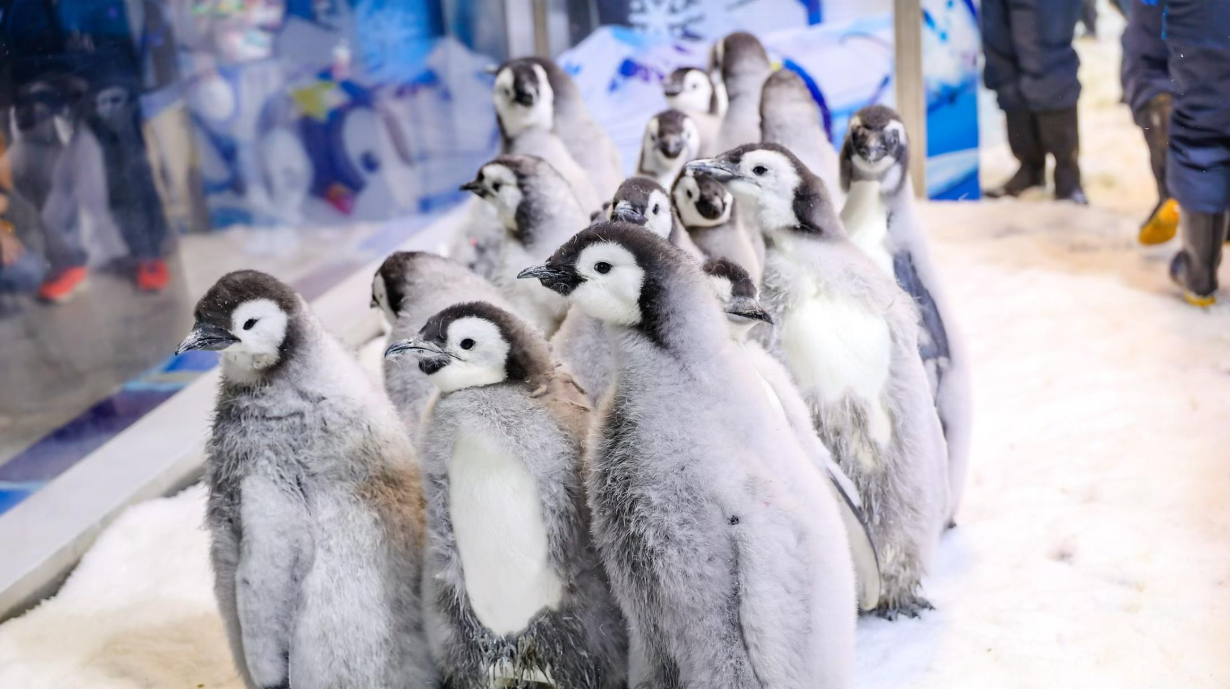  Dua puluh dua anak penguin kaisar melakukan debutnya! Hengqin mencetak rekor dunia baru dalam pembiakan penguin kaisar