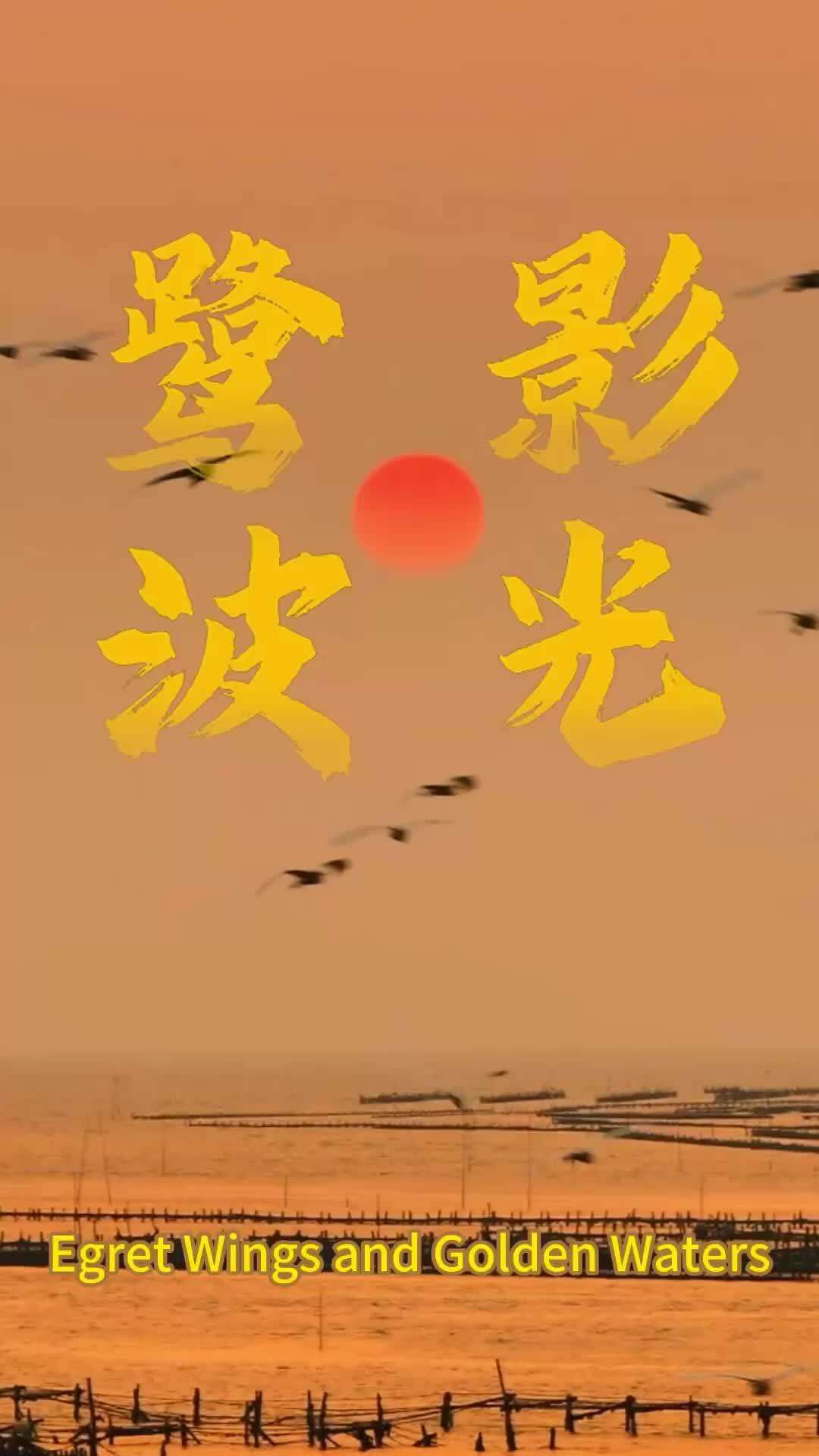  Egret Wings and Golden Waters: Beauty Written Like Poetry |Lingnan Travelogue