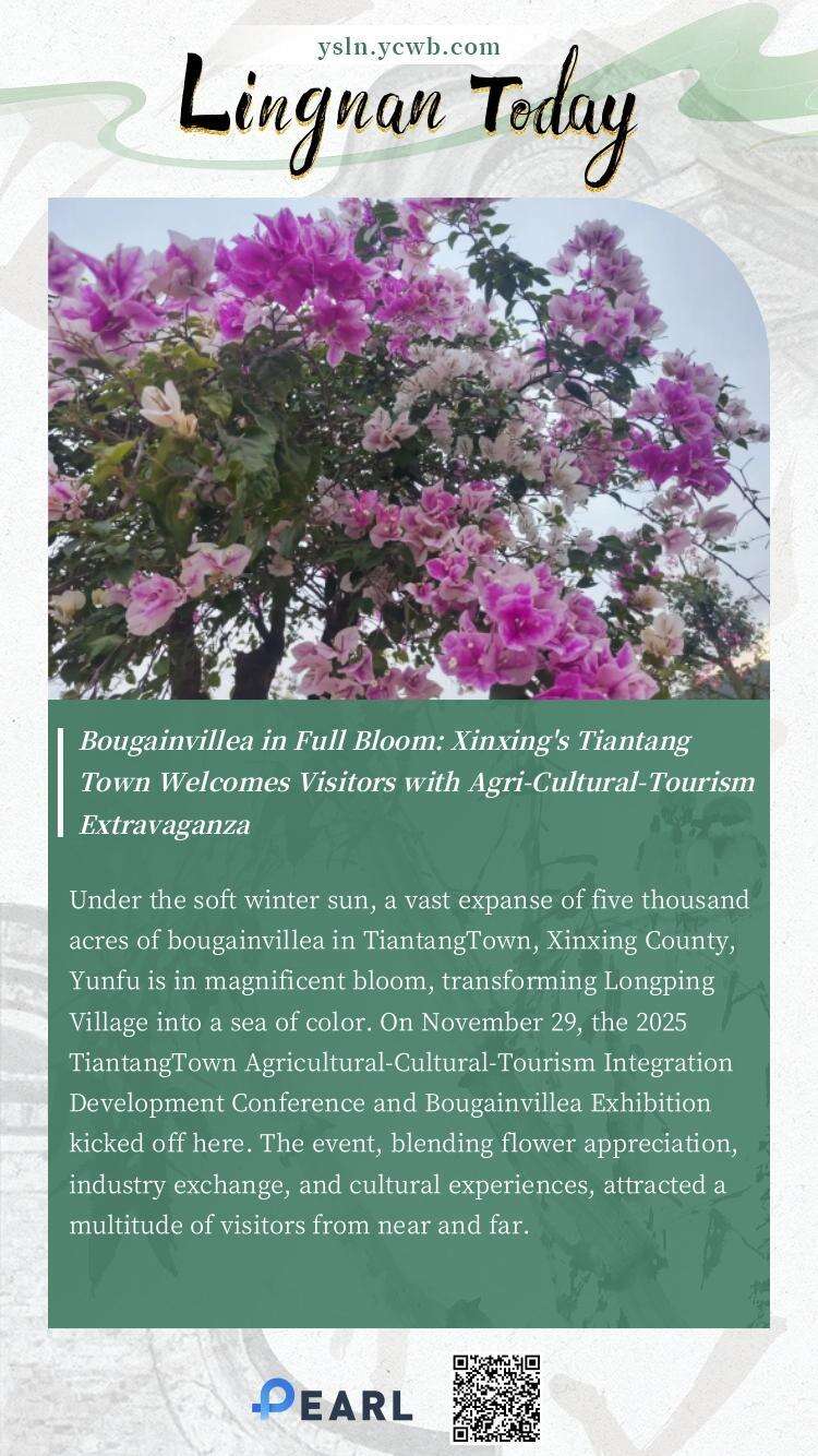  Poster丨Bougainvillea in Full Bloom: Xinxing's Tiantang Town Welcomes Visitors with Agri-Cultural-Tourism Extravaganza