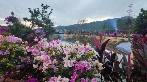 Azalea sedang mekar penuh! Kota Tiantang di Kabupaten Xinxing menjadi tuan rumah festival pariwisata agrikultural yang meriah