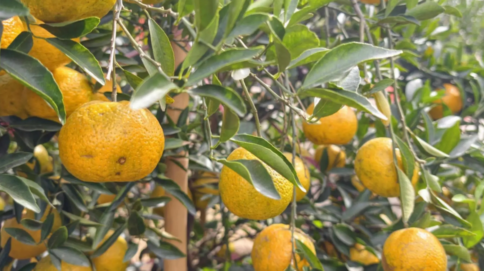 Xinhui: ‘Kota Asal Kulit Jeruk Mandarin Kering’ Menciptakan Nuansa Baru dalam ‘Pertanian-Budaya-Pariwisata’
