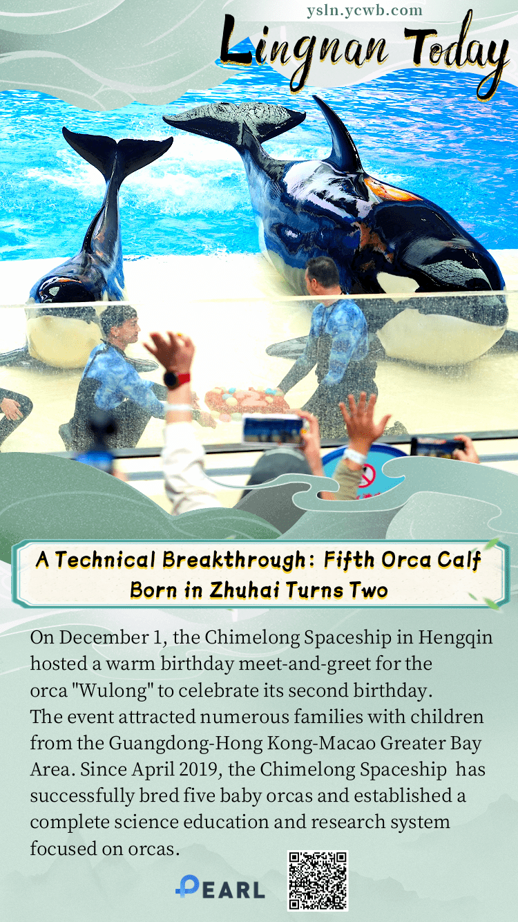 Poster | A Technical Breakthrough: Fifth Orca Calf Born in Zhuhai Turns Two