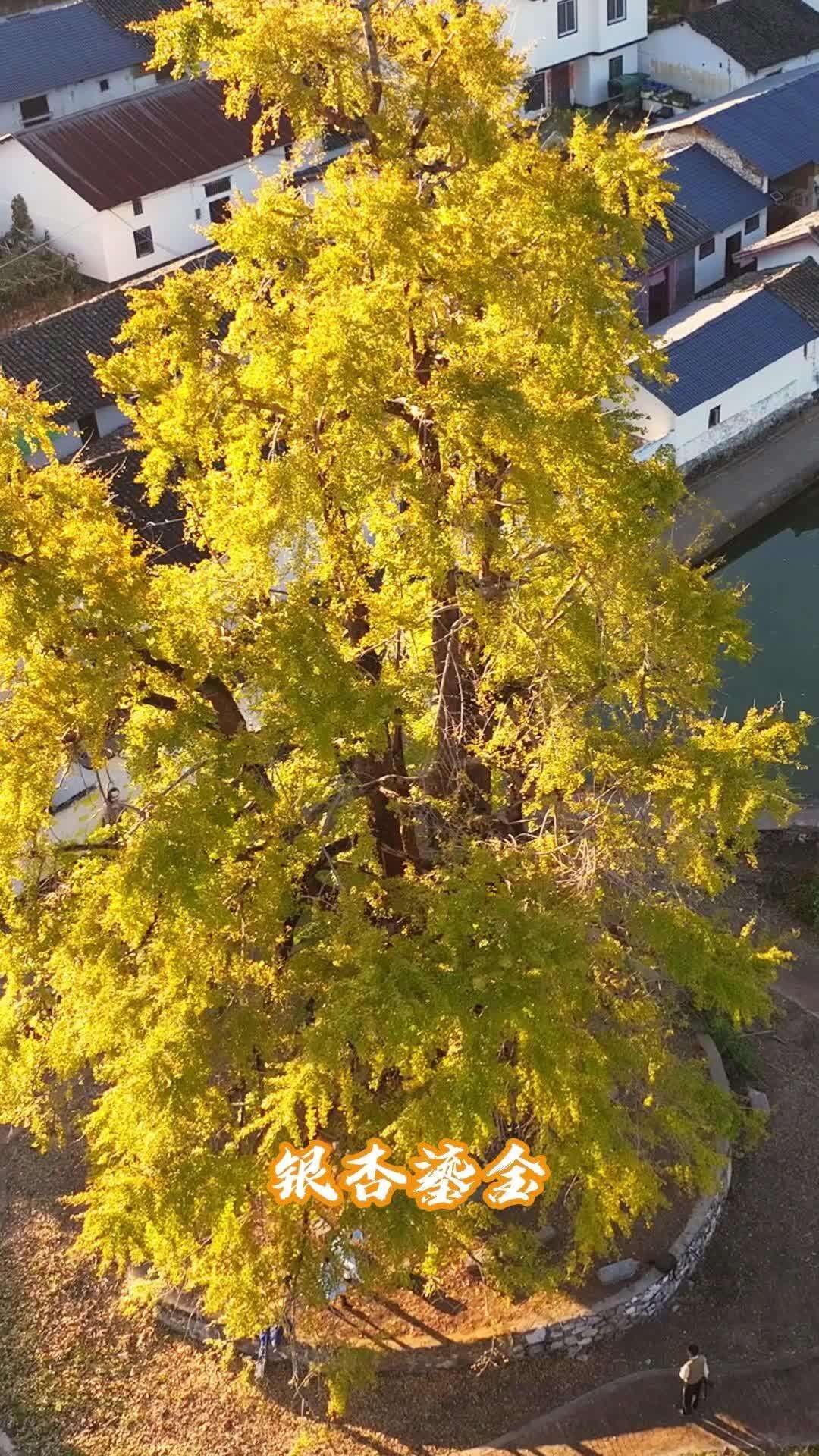 A Ginkgo Journey in Xiaojiang Town, Yangshan