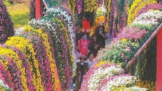  冬日盛会绽放“菊城”文化魅力