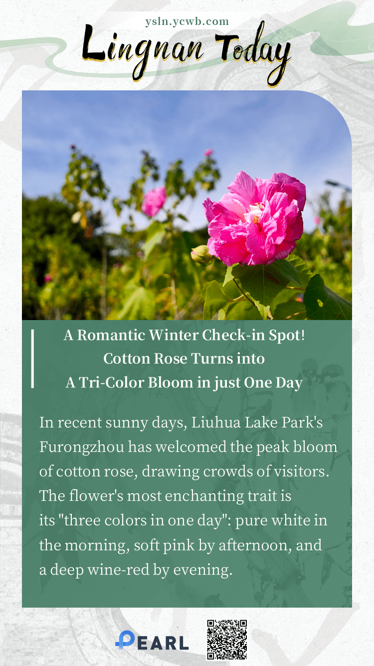  Poster | A Romantic Winter Check-in Spot! Cotton Rose Turns into a Tri-Color Bloom in just One Day