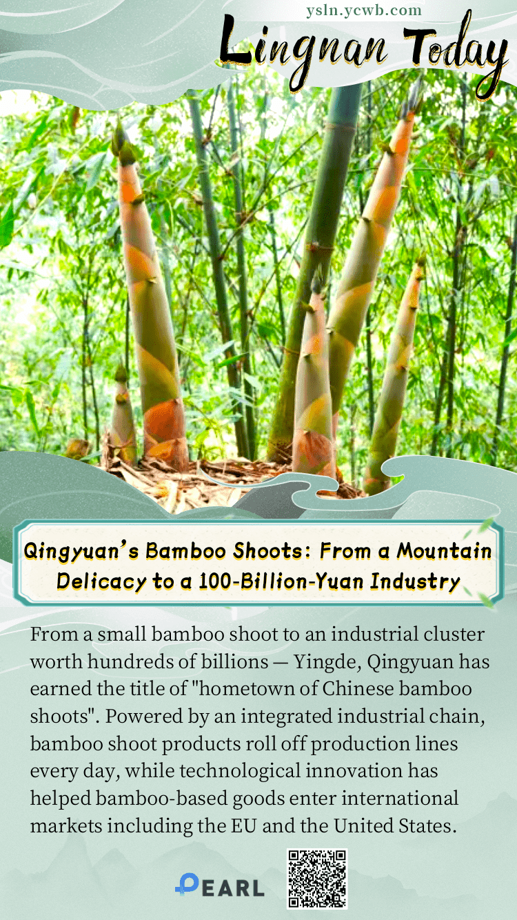  Poster | Qingyuan's Bamboo Shoots: From a Mountain Delicacy to a 100-Billion-Yuan Industry
