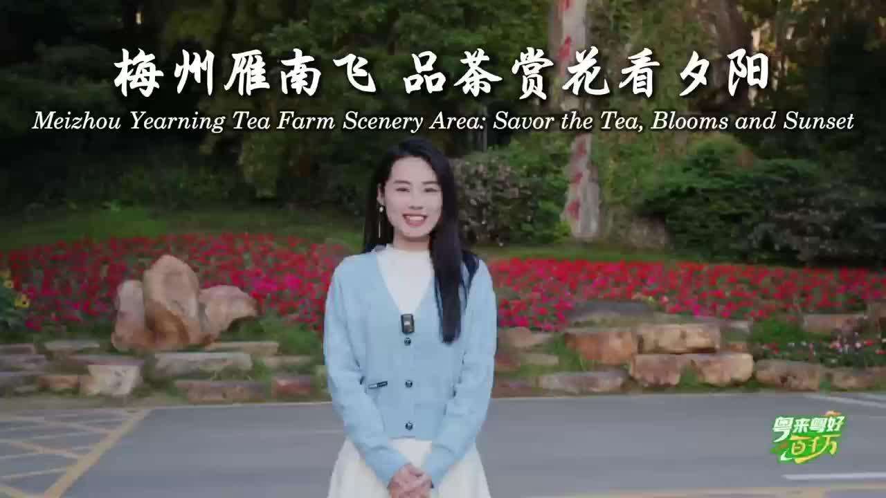  Meizhou Yearning Tea Farm Scenery Area: Savor the Tea, Blooms and Sunset