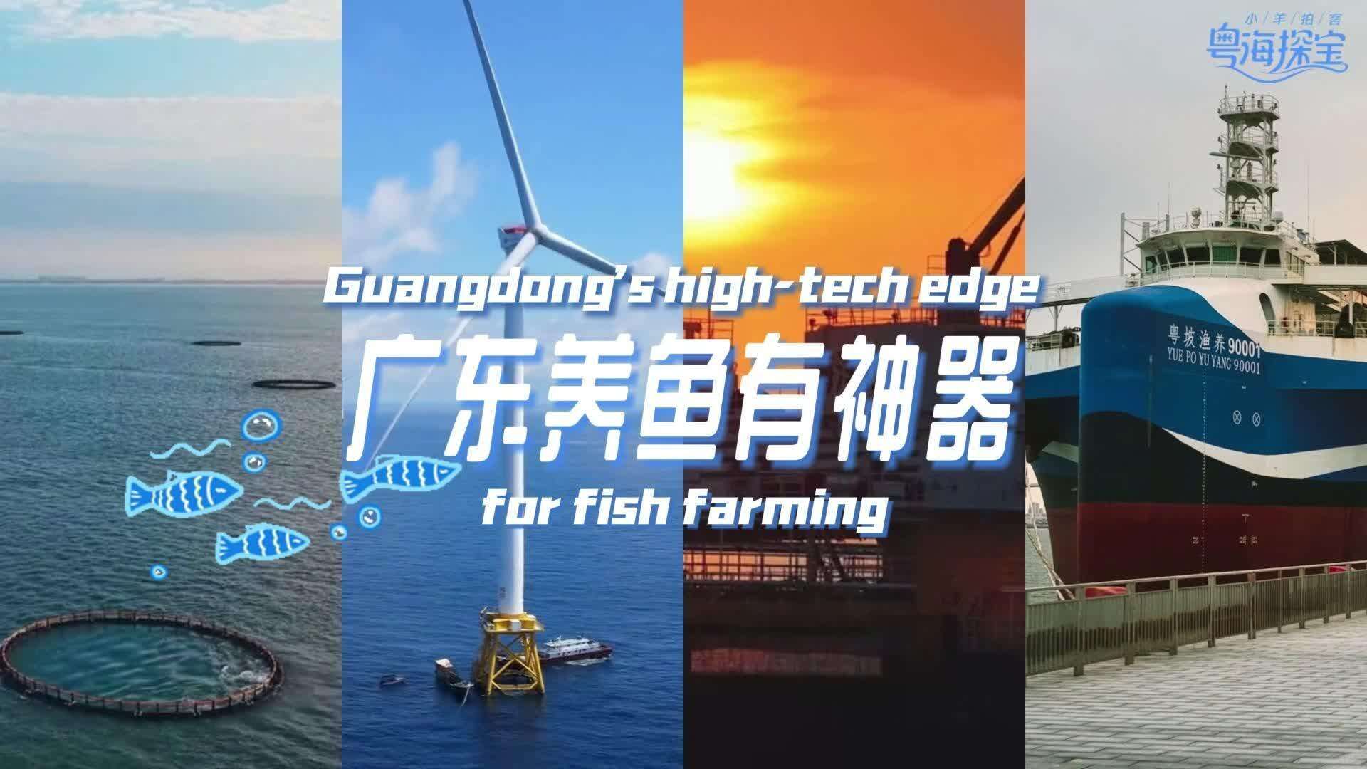 High-Tech Fish Farming: How Guangdong is Going Deeper with Smart Aquaculture