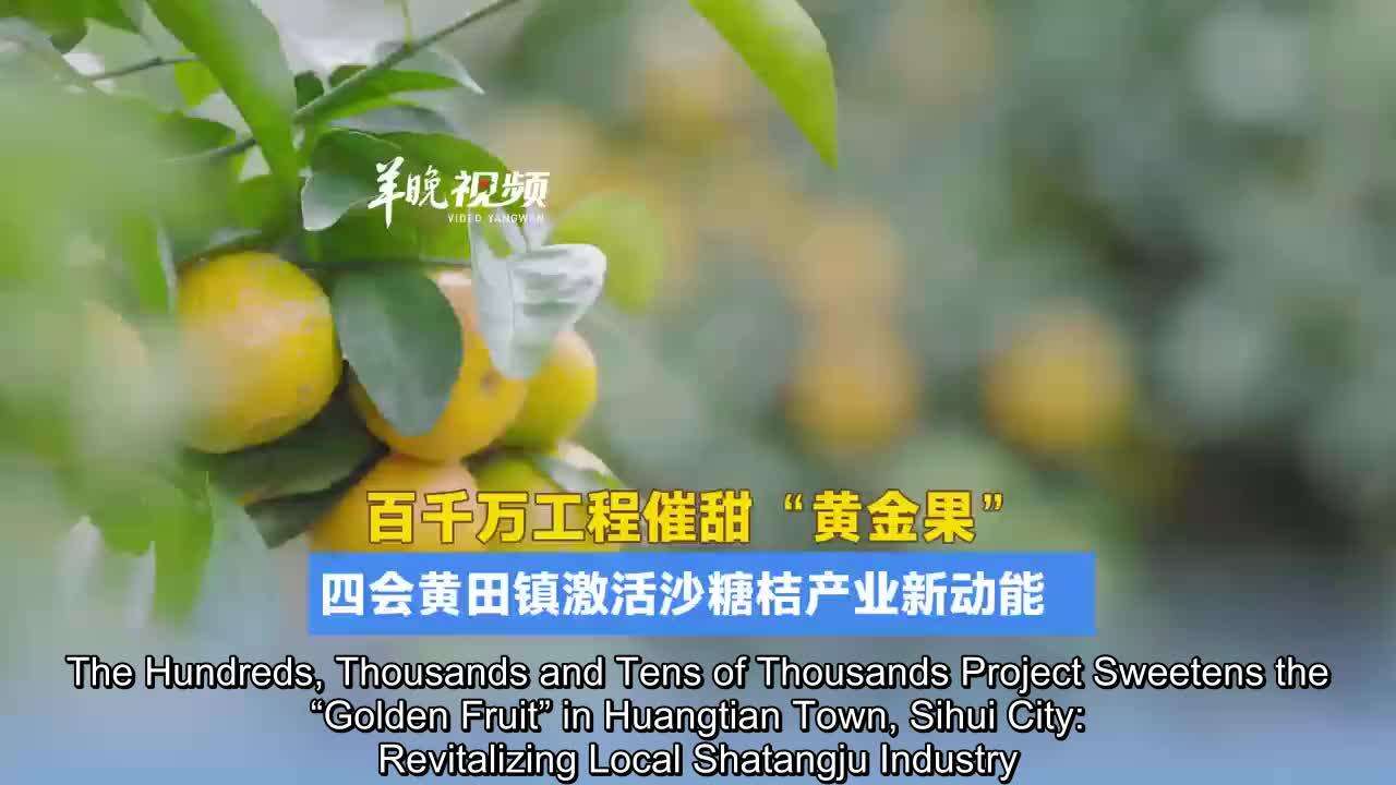  The “Hundreds, Thousands and Tens of Thousands Project” Sweetens the “Golden Fruit”in Huangtian Town, Sihui City: E-commerce for All and Scientific Farming Revitalizing the Shatangju Industry