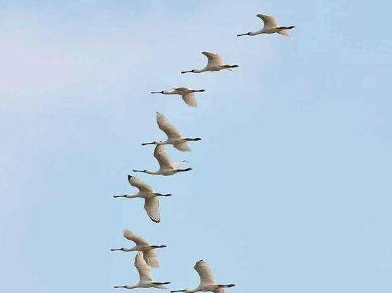  大批珍稀黑脸琵鹭飞抵广东越冬 成为当地亮丽风景线