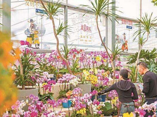 广东各地百万亩花卉迎来盛花期 正是打卡美好时光