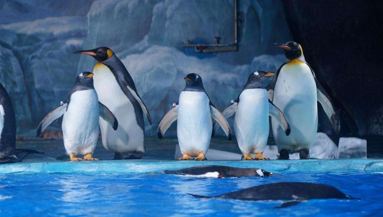 小梅沙“薪”愿企鹅节好热闹 预计元旦迎客超2万人