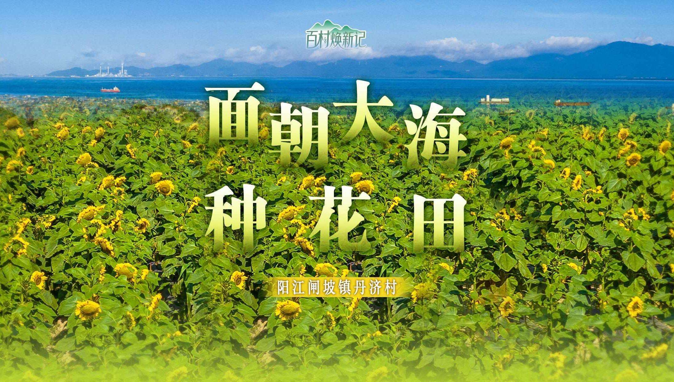 阳江闸坡镇丹济村：面朝大海种花田 | 大美岭南·百村焕新记