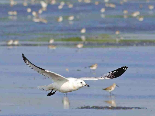  广东多地刷新珍稀鸟类观测纪录