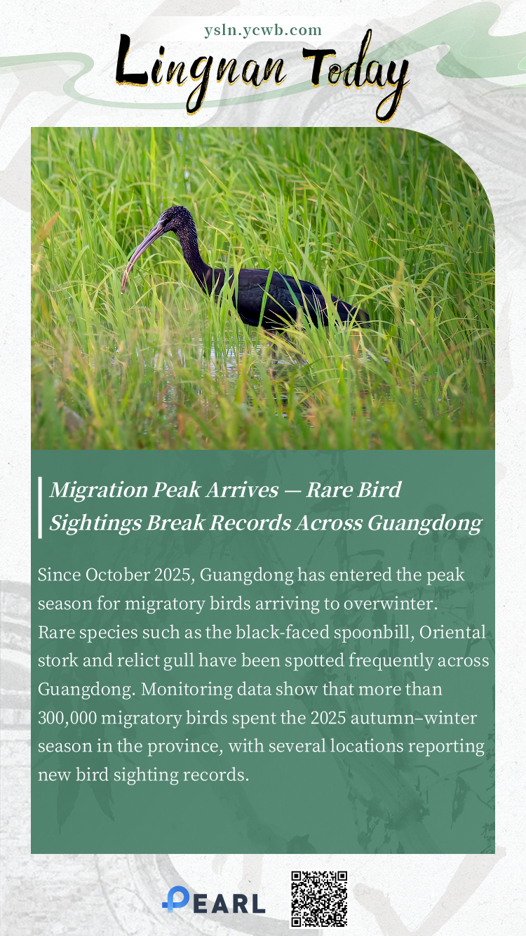  Poster | Migration Peak Arrives — Rare Bird Sightings Break Records Across Guangdong