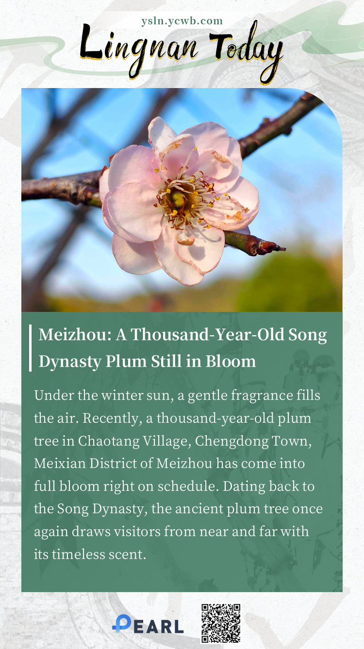  Poster | Meizhou: A Thousand-Year-Old Song Dynasty Plum Still in Bloom